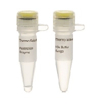 内切酶产品 赛默飞/thermofisher MBI