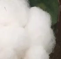 棉花 纤维 标准样品 校准样品